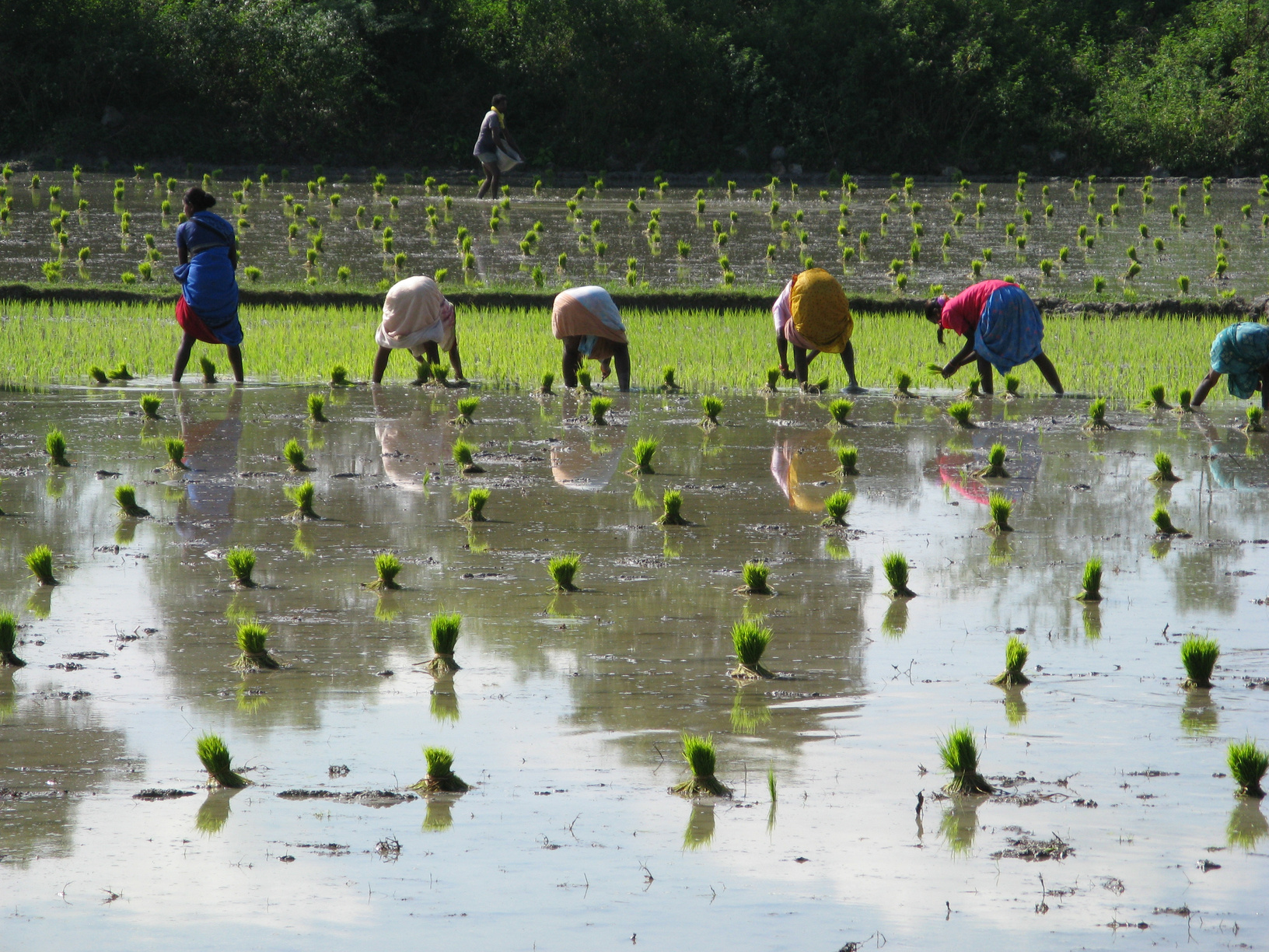 Traditional Rice Planting